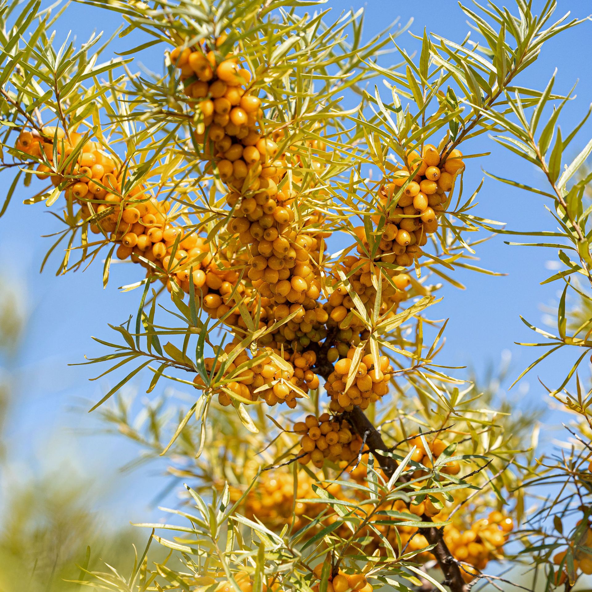 beauce-quoi-faire-verger-argousiere-5