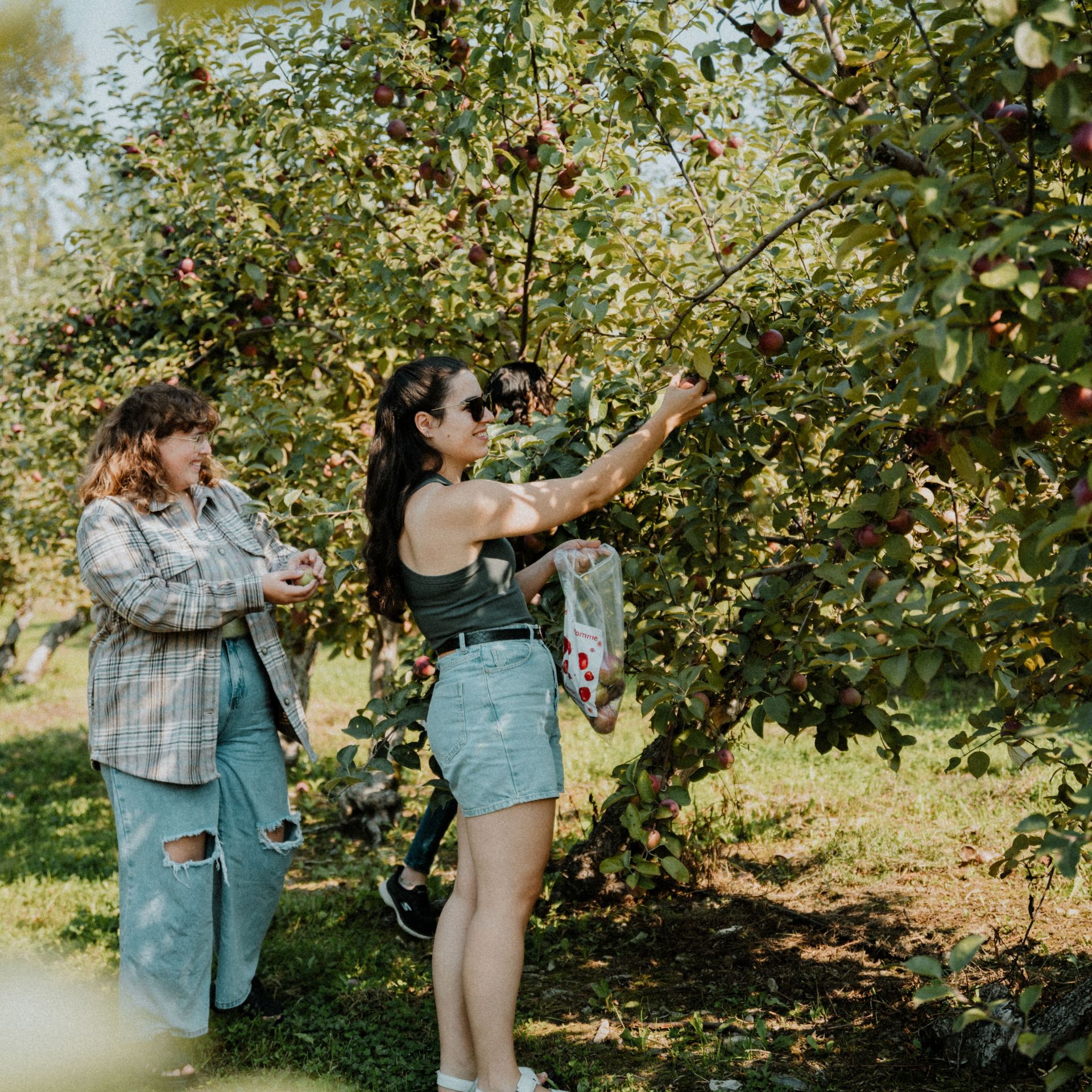 quoi-faire-beauce-les-roy-de-la-pomme (1)
