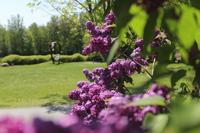 quoi-faire-beauce-musee-des-lilas (1)