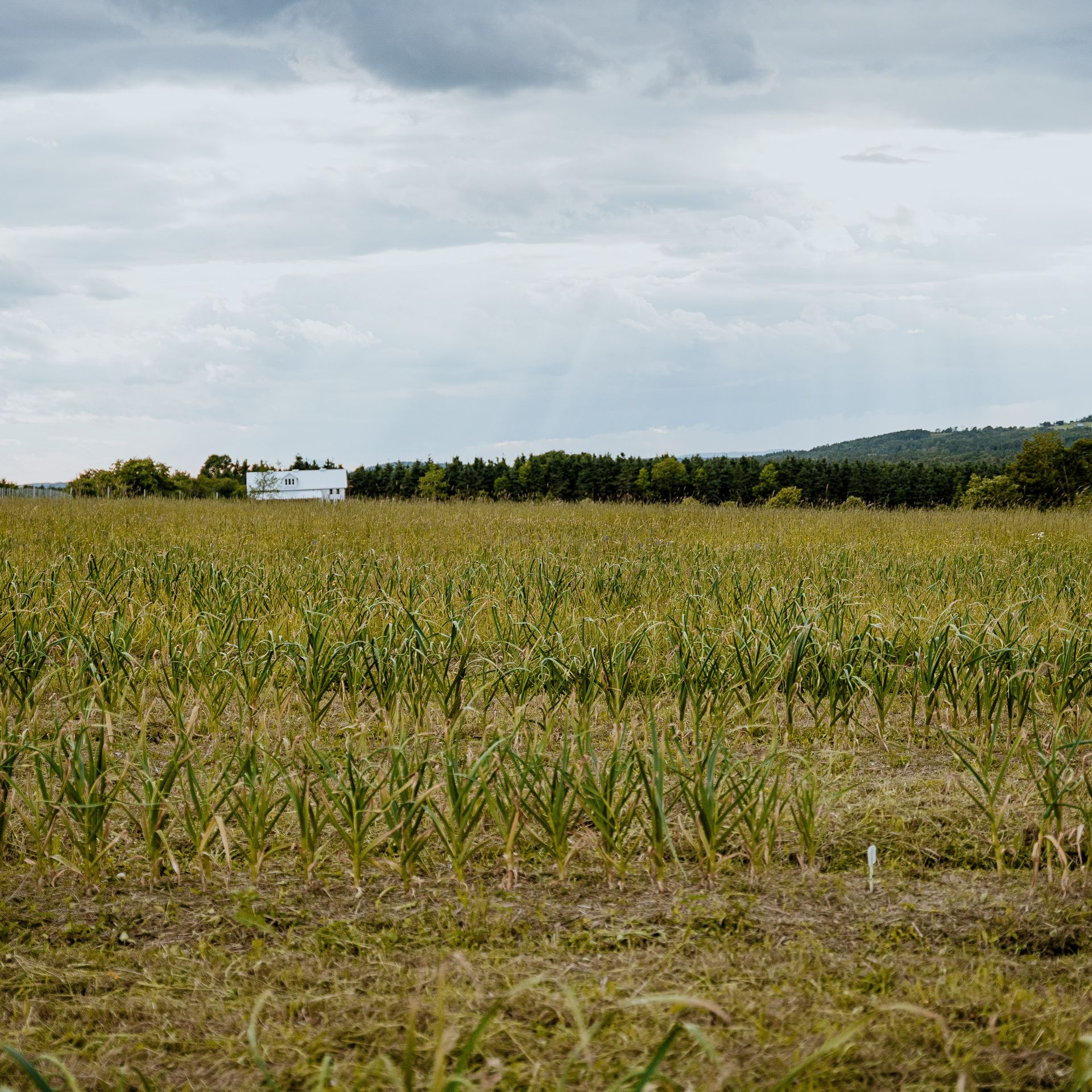 quoi-faire-beauce-la-terre-du-9 (5)